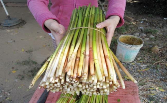 Chúng có tên là “năn bộp” vì thân cây rỗng, khi gõ vào sẽ phát ra tiếng “bộp”.
