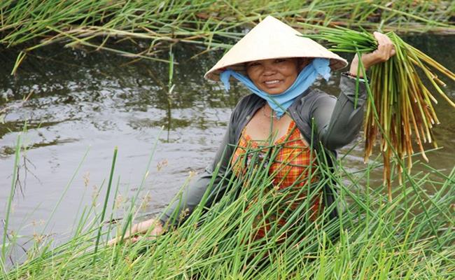 Tại Việt Nam, cây năn bộp thường phát triển và sinh trưởng tốt ở các tỉnh đồng bằng sông Cửu Long, nhiều nhất là ở Bạc Liêu và Sóc Trăng.
