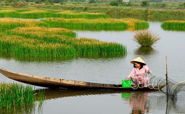 Giống cây dại này xưa kia là món ăn của người dân nghèo. Cỏ năn bộp có thể chế biến thành nhiều món ăn dân dã.&nbsp;
