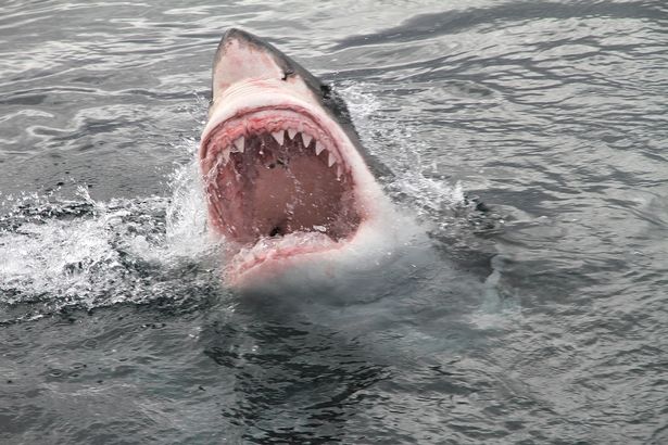 Cá mập được coi là sát thủ đại dương.