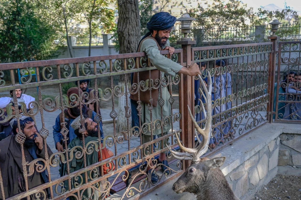 Một tay súng Taliban sờ đầu hươu ở vườn thú Kabul.