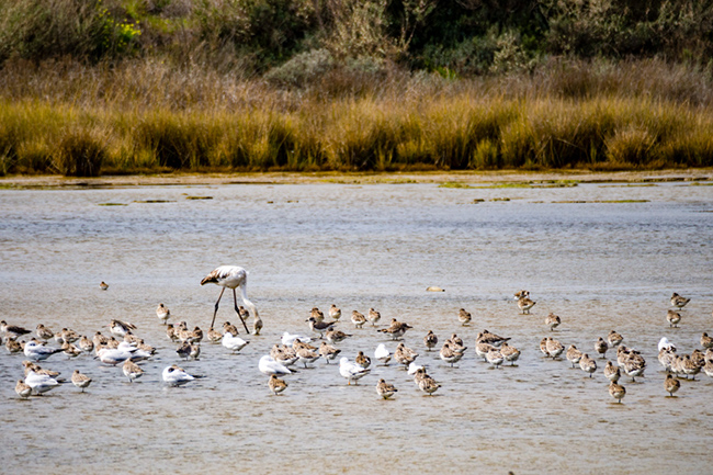 Ria Formosa, Bồ Đào Nha: Hệ thống đảo Ria Formosa ở phía nam Bồ Đào Nha được biết đến với nhiều loài động vật hoang dã phong phú, đặc biệt là các loài chim. Các hòn đảo liên tục định hình lại với sự trợ giúp của gió, dòng chảy và thủy triều xung quanh.&nbsp;
