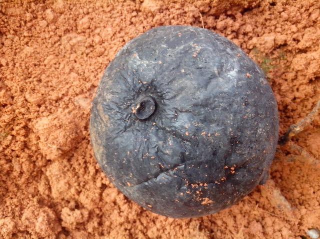 Sâm Ô linh được ví như "vàng đen"