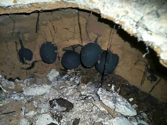 Sâm Ô linh nằm sâu dưới đất