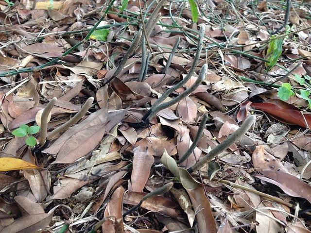 Thân nấm bên trên mặt đất