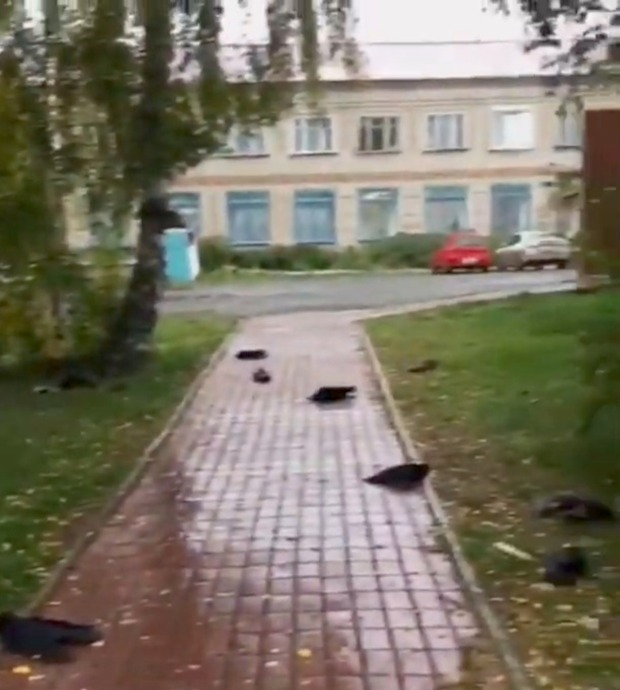 Quạ chết hàng loạt ở Nga.