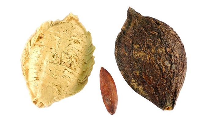 Cây bàng là loại cây hoang ở Việt Nam, trong hạt bàng có chứa một số chất rất giống như hạt hạnh nhân nước ngoài (quả óc chó) nên ăn hạt bàng rất tốt cho sức khỏe.
