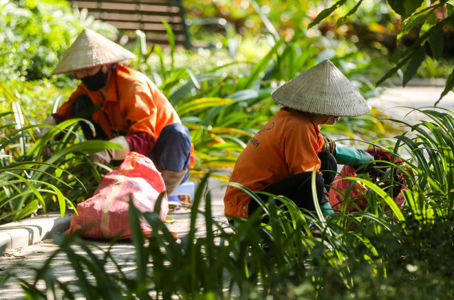 Chiều 28-9, hơn 10 công nhân đang thực hiện dọn dẹp, nhổ bỏ cây dại, cắt tỉa cây cảnh tại bờ hồ Gươm