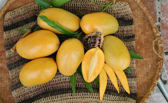 Xoài là loại quả được biết đến với danh hiệu vua của trái cây, có nguồn gốc từ các tiểu lục địa Ấn Độ.
