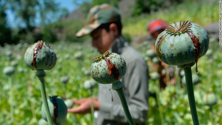 Afghanistan được coi là vương quốc trồng cây thuốc phiện của thế giới.