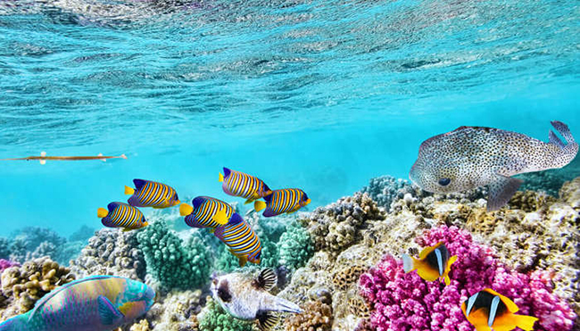 Khám phá thế giới thần tiên dưới biển ở rạn san hô Great Barrier, Australia: Thế giới dưới nước trở nên tuyệt đẹp với san hô và cá nhiệt đới tại Great Barrier Reef của Úc

