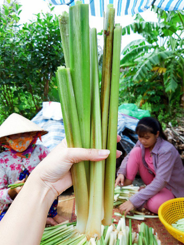 Bồn bồn là loại cây đặc sản ở miền Tây sông nước, có nhiều ở các tỉnh Bạc Liêu, Sóc Trăng, Hậu Giang
