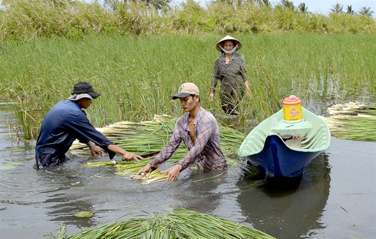 Bồn bồn có thể thu hoạch nhiều lần trong năm nhưng phát triển tốt nhất là khi bắt đầu mùa mưa. Sau khi làm sạch, bồn bồn được thương lái thu mua tận nơi
