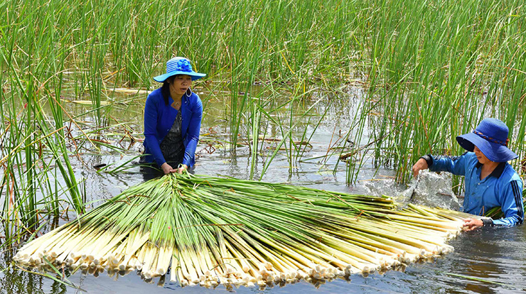 Mùa nước nổi, nhìn đâu cũng thấy bồn bồn, người dân còn mang nhổ bỏ vì xem chúng là cỏ dại, ảnh hưởng đến mùa màng
