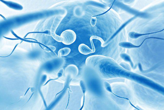 Sức khỏe sinh sản của nam giới được xác định bởi sức khỏe, số lượng, nồng độ của tinh trùng.
