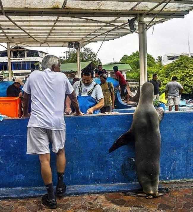 Hôm nay không có gì ăn hả ông chủ.
