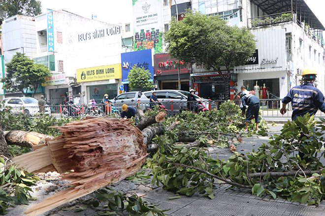 Hiện trường nhánh cây rơi xuống đường