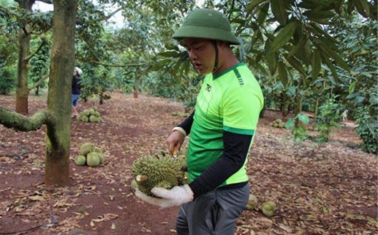 Theo chia sẻ của thợ “gõ”, nếu khi gõ nghe tiếng chát, đanh cứng “boong boong” nghĩa là trái sầu riêng chưa chín.&nbsp;
