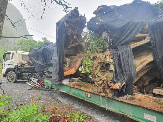 2 cây sung “khủng” bị lực lượng chức năng tạm giữ trên địa bàn xã Trường Xuân (Quảng Ninh)