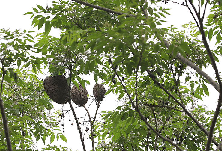 Ở những rừng cây keo tràm ở một số tỉnh Tây Bắc, Bắc Giang, Thanh Hóa, có một loại kiến ngựa (kiến vàng) tìm đến đóng tổ và đẻ trứng
