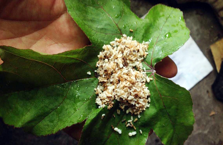 Trứng của loài kiến này có màu trắng đục, to bằng hạt gạo, mùi vị rất béo ngậy và thơm
