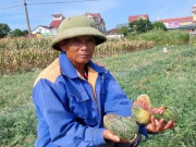 Tin tức trong ngày - 'Thủ phạm' phá ruộng dưa của lão nông Nghệ An được bảo lãnh về thi tốt nghiệp THPT