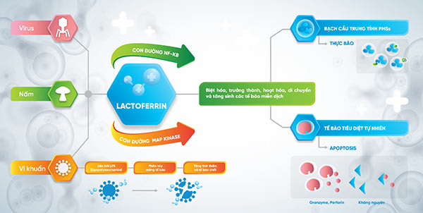 Lactoferrin dưỡng chất vàng cho bệnh nhân COPD, hen suyễn không thể bỏ qua! - 2