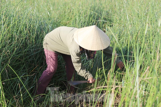 Cây cói được chặt khỏi gốc bằng một chiếc dao rựa sắc lẹm, sau đó giũ mạnh để loại sạch cỏ rác và tách những lớp cói ngắn ra để riêng.