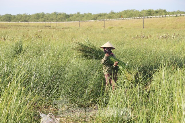 Ông Trần Cao Cường – Chủ tịch UBND xã Hưng Hòa cho biết: “Trên địa bàn xã vẫn còn khoảng 60 ha diện tích đất dành để trồng cói, tuy nhiên phần lớn bà con bỏ hoang. Bây giờ còn rất ít hộ trồng cói. Đây cũng là năm cuối cùng người dân ở đây được nhìn thấy những cánh đồng cói. Vì toàn bộ đất đã được thu hồi để làm dự án, dự kiến năm sau dự án sẽ được triển khai”.