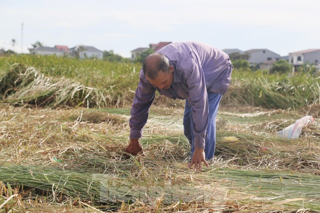 Ông Dương Xuân Khoa (60 tuổi, xóm Thuận Hòa, xã Hưng Hòa) cho biết, diện tích trồng cói ngày càng bị thu hẹp do nghề làm chiếu cói không còn thịnh hành như trước. Phần lớn diện tích trồng cói cũng đã được quy hoạch, chuyển đổi sang mục đích khác. “Nghề trồng cói và dệt chiếu là nghề truyền thống của gia đình tôi. Trước đây gia đình có 6ha diện tích trồng cói. Nay quy hoạch làm dự án nên chỉ còn khoảng 1,5ha. Cây cói đã phần nào giúp cải thiện cuộc sống, trở thành nguồn thu nhập chính đối với gia đình chúng tôi”, ông Khoa chia sẻ.