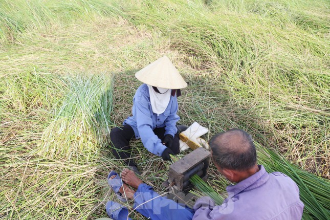 Theo ông Khoa, cây cói đạt chuẩn để sử dụng dệt chiếu là những cây cao, khỏe, cứng cáp, đặc biệt là có màu sắc đẹp. Cói sau khi thu hoạch chủ yếu được nhập cho các thương lái ở Thanh Hóa.