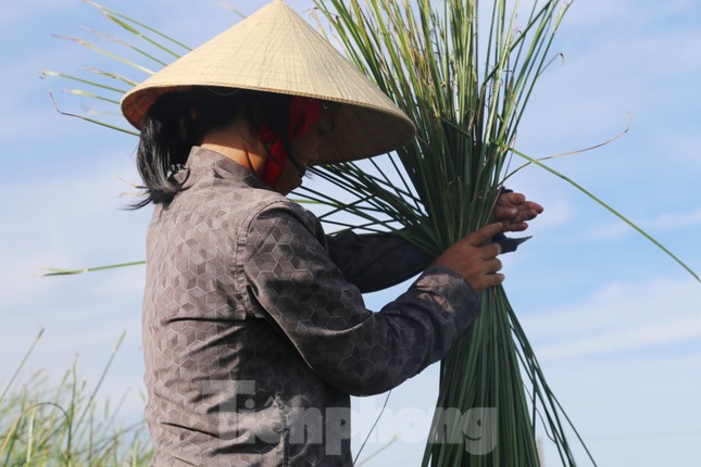 “Cây cói dễ sống, không cần nhiều công chăm sóc và cho thu hoạch hàng năm trong thời gian dài mà không phải trồng lại mới. Công việc này không mất chi phí đầu tư, chỉ mất sức thôi nhưng phải chịu khó. Cói thành phẩm phải đảm bảo đủ khô nhưng sợi cói không bị giòn, màu sắc tươi sáng”, bà Hương nói.