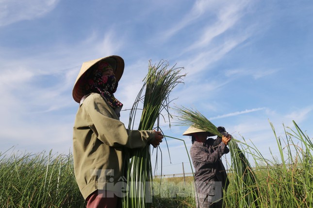 Bà Trần Thị Hương (45 tuổi, xóm Thuận Hòa, xã Hưng Hòa) cho biết, mỗi ngày bà thu hoạch được khoảng 60kg cói thành phẩm, nếu thời tiết thuận lợi thì có thể hơn. Giá cói thời điểm hiện tại 90.000 đồng/10kg, tính ra mỗi ngày bà kiếm được hơn 500.000 đồng.