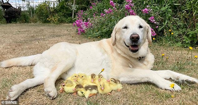 Một chú chó Labrador vàng tên là Fred đã nhận nuôi 15 chú vịt con sau khi mẹ của chúng bỏ rơi chúng