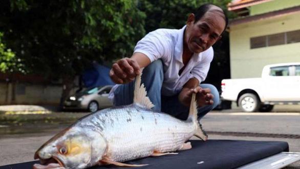 Con cá chép hồi khổng lồ nặng 6kg nhưng không may đã chết.