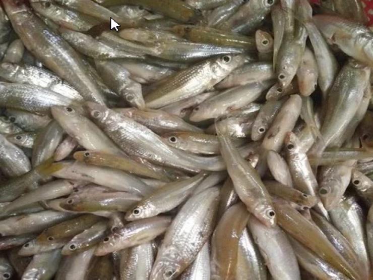 Loại cá bé tí chỉ có ở Nghệ An, xưa không ai ăn, nay 200.000/kg