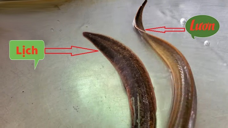 Lươn sẽ có thân hình dẹp, đuôi nhọn và có kiểu dáng như hình tam giác. Kích cỡ của một con lươn trưởng thành sẽ dài 40 - 80cm và nặng khoảng 180gr - 800gr. Lịch có thân tròn, đuôi dẹp và phát triển hơn đuôi lươn, mắt, mũi con lịch trong, nhô ra hơn lươn.
