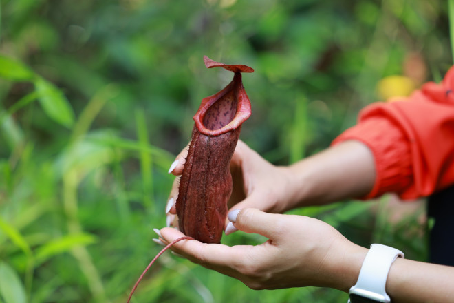 5 điểm đến níu chân du khách ở Tây Ninh - 10