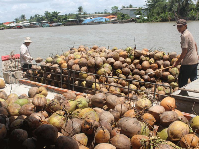 Thị trường - Tiêu dùng - Dừa khô bán giá ''rẻ bèo'' vẫn ế, nông dân khóc ròng