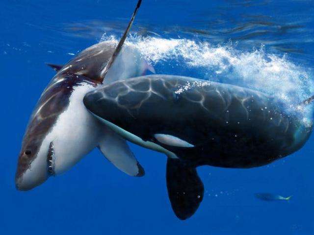Khám phá loài ”sát thủ đại dương” giết hại cả cá mập trắng