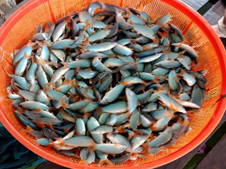 Loại cá ở Việt Nam có tiếng kêu lạ, trước nhà nghèo ăn, nay ”đổi đời” 800.000/kg