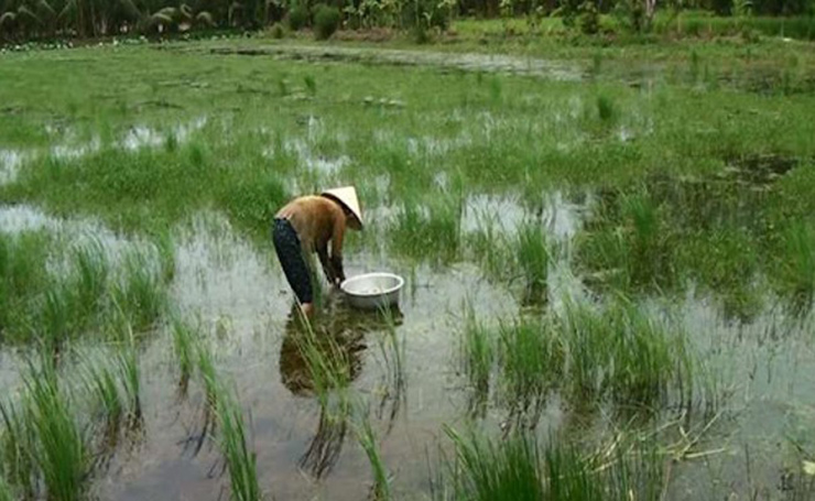 Trước đây, bà con miền Tây nhổ&nbsp;bỏ hết rau chốc vì xem chúng là cỏ dại, có khi còn vươn cao hơn cả lúa, hút hết chất dinh dưỡng của đất trồng lúa.&nbsp;
