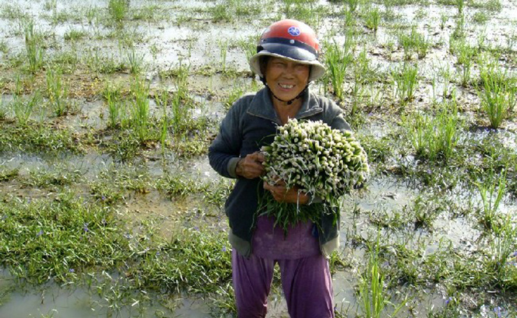 Rau chốc mọc ở dưới nước, có thân hơi tròn, lá dẹt và dài. Chỉ cần nhổ&nbsp;về bỏ rễ và lá, phần thân là món ăn đặc sản
