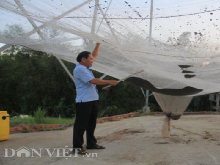 Nuôi loài nửa chuột nửa chim, càng nuôi càng ra tiền