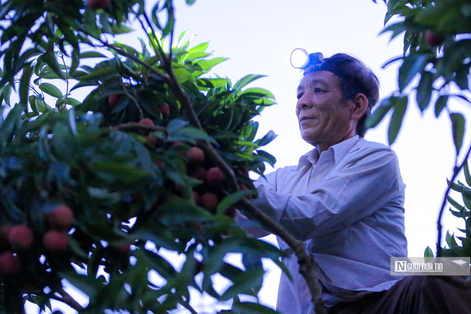 Dậy từ tờ mờ sáng để bẻ vải, ông Thăng Văn Báo (xã Giáp Sơn) chia sẻ: “Do năm nay vải thiều chín muộn, thương lái thu mua chậm nên nhà tôi không phải thuê người bẻ vải mà chỉ huy động con cháu trong nhà dậy sớm đi bẻ vải”.