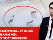 Pháp luật - Lùa chó Pitbull và Becgie cắn hàng xóm: Khó thoát tội hình sự!