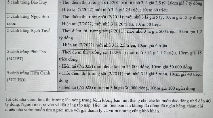 Một số loại lan mất giá hàng trăm lần chỉ sau một thời gian ngắn&nbsp;