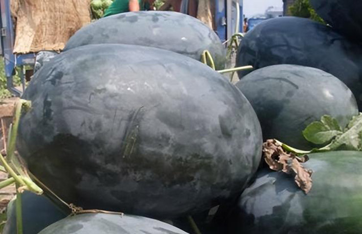 Kỳ lạ loại dưa hấu đen người TQ chê, ở Nhật lại trở thành mặt hàng xa xỉ - 1