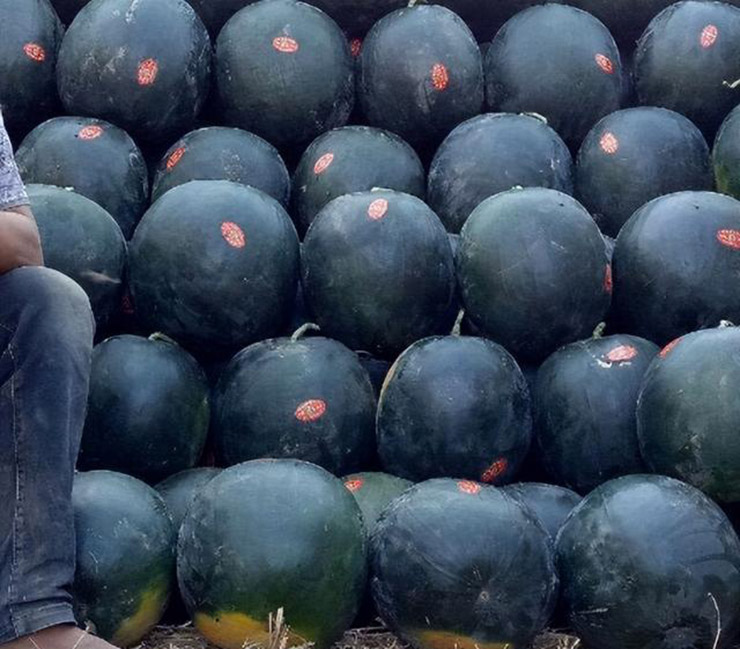 Kỳ lạ loại dưa hấu đen người TQ chê, ở Nhật lại trở thành mặt hàng xa xỉ - 3