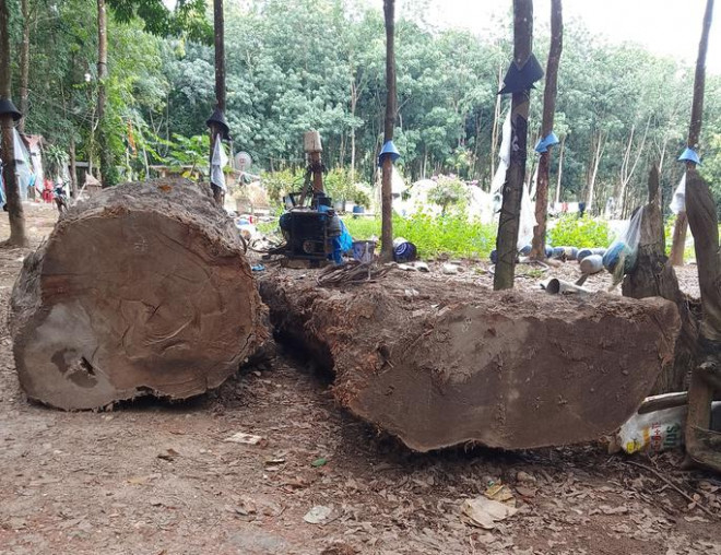 Tiếp tục gay cấn vụ đào được gỗ dưới lòng đất ở Kon Tum - 2